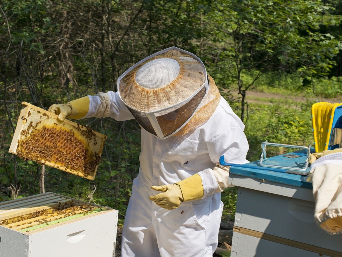 How to be(e) a good Leader? Eine Analogie aus dem&nbsp;Bienenstock